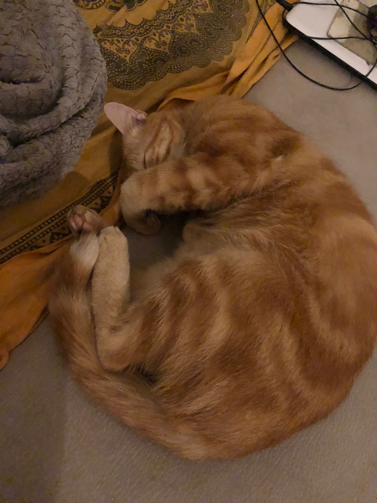 Profil de Wilfried, 20 ans, Escorte à Breinert