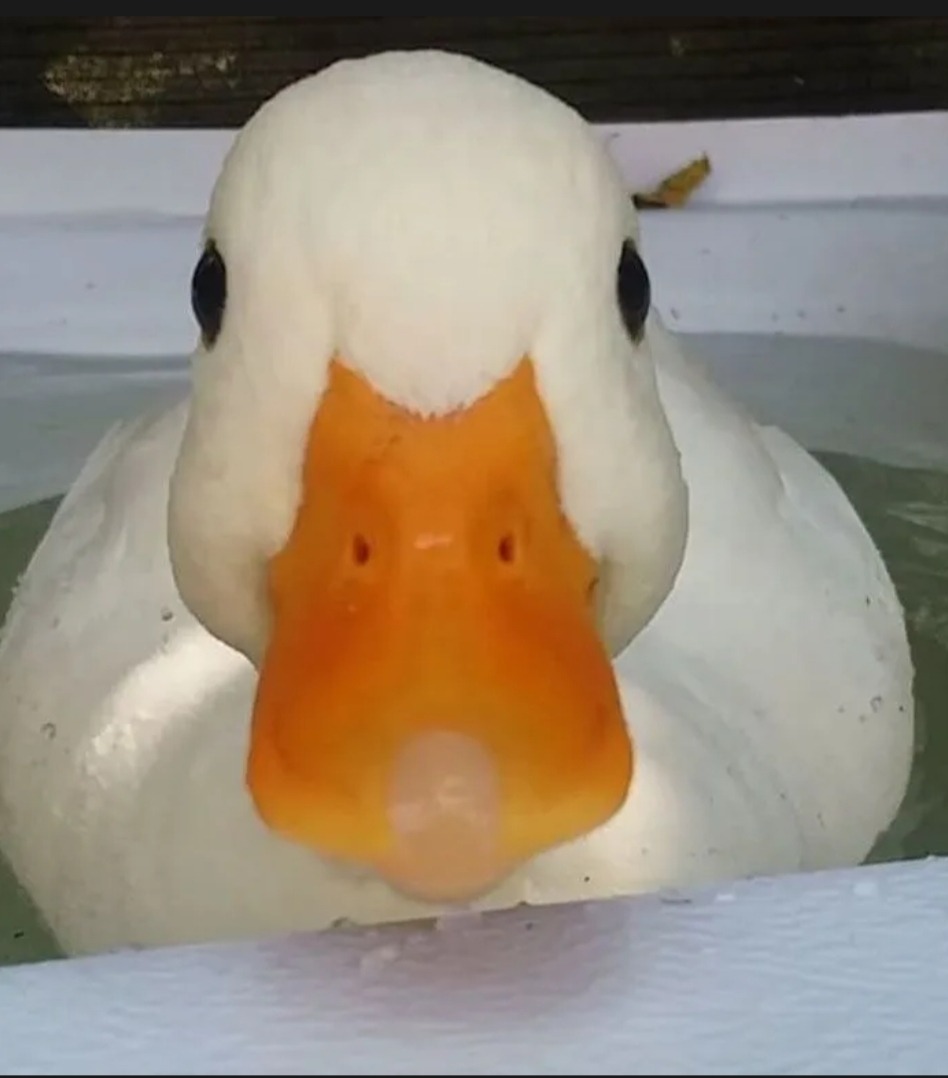 Profil de Taher, 21 ans, Escorte à Larochette